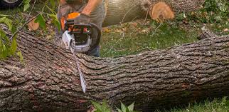 Why Choose Our Tree Removal Services in Houston, AK?