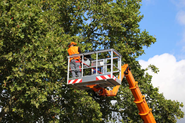 Best Tree Preservation Services  in Houston, AK